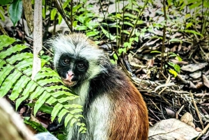 Zanzibar: Jozani-skogen med byvandring i Stone Town