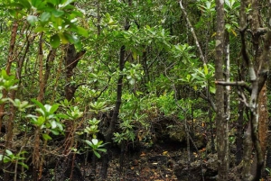 Zanzibar: Jozani-skogen med byvandring i Stone Town
