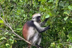Zanzibar: Jozani-skogen med byvandring i Stone Town