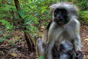 Zanzibar: Jozani-skogen, zipline och stadsvandring i Stone Town