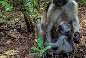 Zanzibar: Jozani-skogen, zipline och stadsvandring i Stone Town