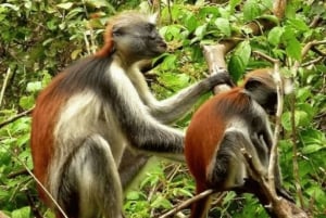 Zanzibar: tour guiado à Floresta dos Macacos de Jozani