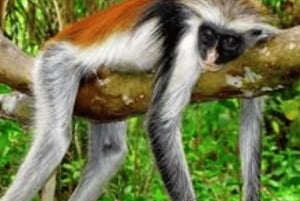 Zanzibar: tour guiado à Floresta dos Macacos de Jozani