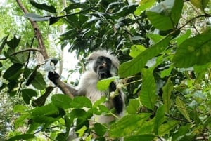 Zanzibar: tour guiado à Floresta dos Macacos de Jozani