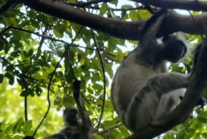 Zanzibar: tour guiado à Floresta dos Macacos de Jozani