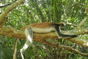 Zanzibar: tour guiado à Floresta dos Macacos de Jozani