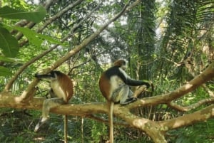 Zanzibar: tour guiado à Floresta dos Macacos de Jozani