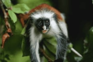 Zanzibar: tour guiado à Floresta dos Macacos de Jozani