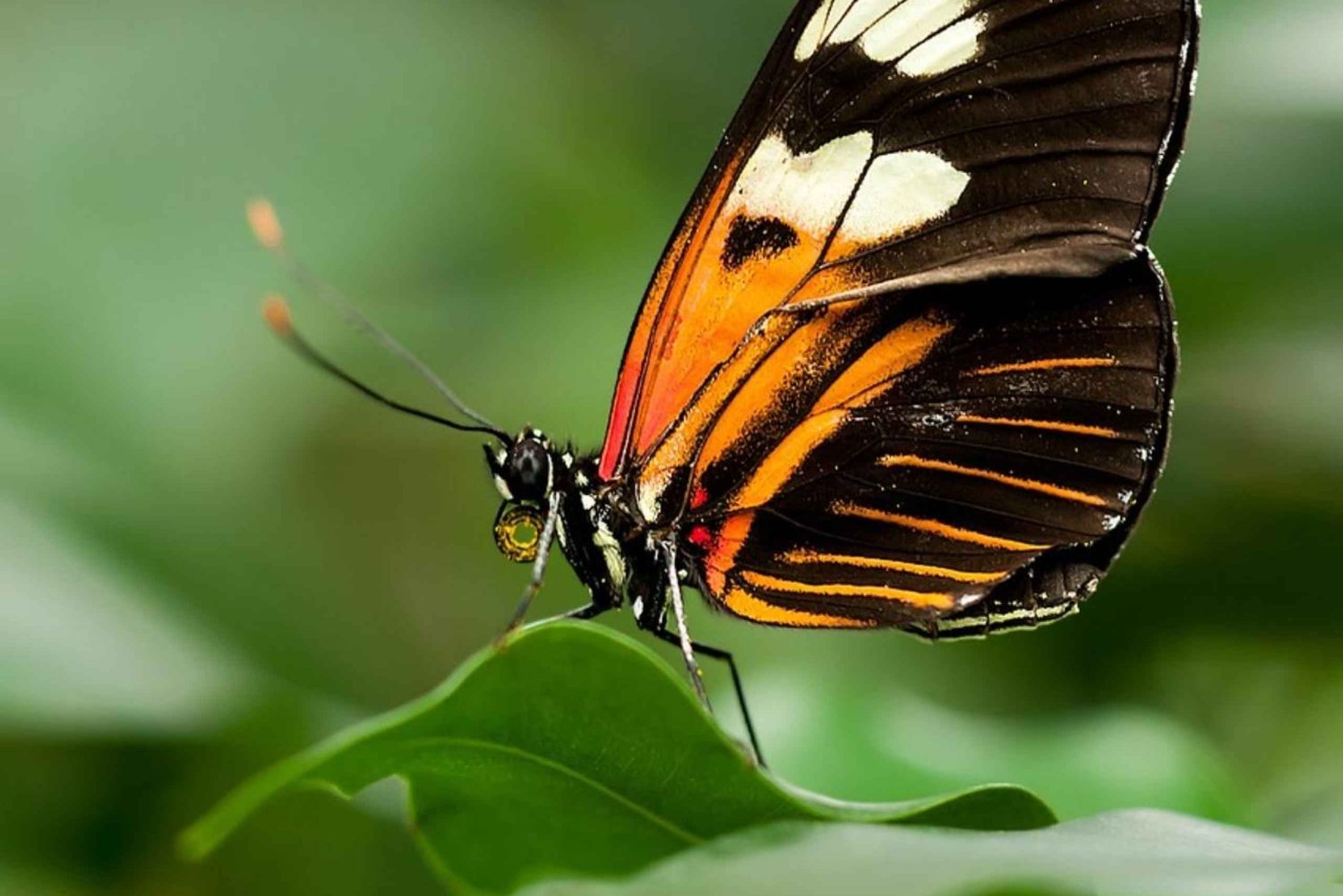 Zanzibar: Jozani Monkeys, Butterfly Garden, and Reptile Park