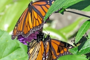 ザンジバル：ジョザニ・モンキー、バタフライガーデン、レプタイルパークをご覧ください