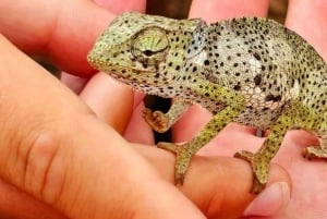 Zanzibar: Jozani Monkeys, Butterfly Garden & Reptile Park