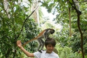 Zanzibar: Jozani Monkeys, Butterfly Garden & Reptile Park