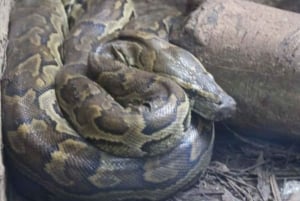 Zanzibar: Jozani Monkeys, Butterfly Garden & Reptile Park