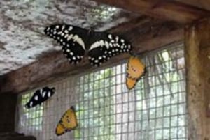 Zanzibar: Jozani Monkeys, Butterfly Garden & Reptile Park