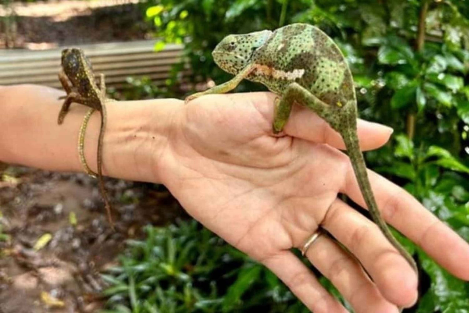 Zanzibar: Jozani-apor, jättesköldpaddor och reptilpark