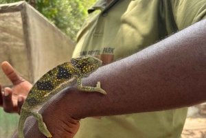 Zanzibar: Jozani-apor, jättesköldpaddor och reptilpark
