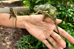 Zanzibar: Jozani-apor, jättesköldpaddor och reptilpark