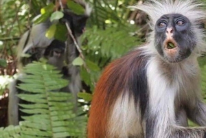 Zanzibar: Jozani-apor, jättesköldpaddor och reptilpark