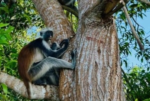 Zanzibar: passeio de um dia pelo Parque Nacional de Jozani e pelo Restaurante The Rock