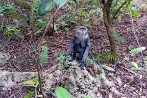 Zanzibar: passeio de um dia pelo Parque Nacional de Jozani e pelo Restaurante The Rock