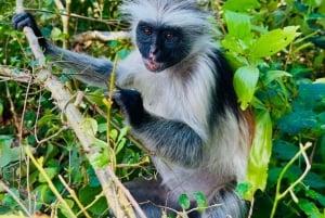 Zanzibar: Jozani nationalpark och Rock Restaurant-tur