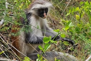 Zanzibar: Jozani nationalpark och Rock Restaurant-tur