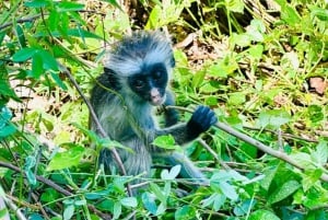 Zanzibar: Jozani nationalpark och Rock Restaurant-tur