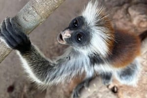 Zanzibar: Jozani nationalpark och Rock Restaurant-tur