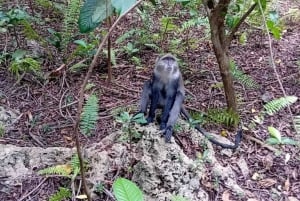 Zanzibar: Jozani nationalpark och Rock Restaurant-tur