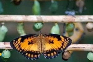 Zanzibar: Jozani National Park & Butterflies Guided Tour