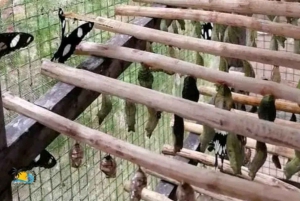 Zanzibar: Jozani National Park & Butterflies Guided Tour