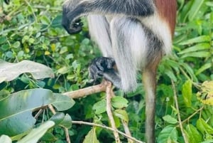 Zanzibar: Jozani nature walk and wildlife tour