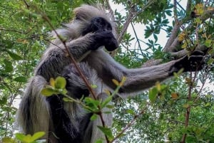 Zanzibar: Jozani nature walk and wildlife tour