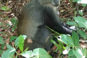 Zanzibar: Jozani nature walk and wildlife tour