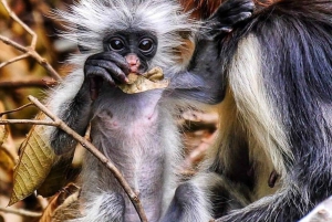 Sansibar: Jozani Naturwanderung und Wildlife Tour