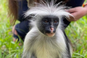 Sansibar: Jozani Naturwanderung und Wildlife Tour