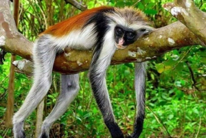 Sansibar: Jozani Naturwanderung und Wildlife Tour