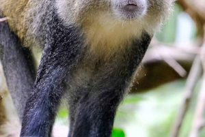 Sansibar: Jozani Naturwanderung und Wildlife Tour