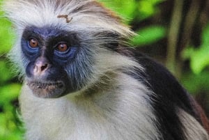 Zanzibar: Jozani Park Tour With Red Colobus Monkeys