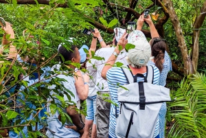 Zanzibar: Jozani Park Tour With Red Colobus Monkeys