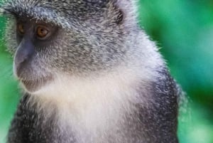Zanzibar: Jozani Park Tour With Red Colobus Monkeys