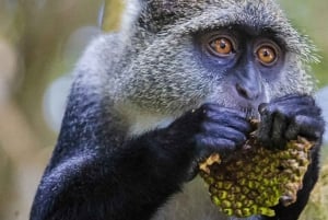 Zanzibar: Jozani Park Tour With Red Colobus Monkeys