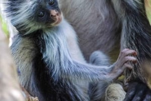 Zanzibar: Jozani Park Tour With Red Colobus Monkeys