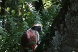 Zanzibar: Jozani Park Tour With Red Colobus Monkeys