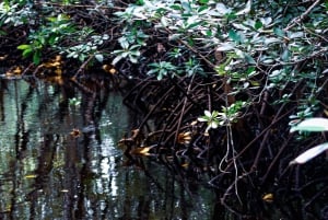 Zanzibar: Jozani Park Tour With Red Colobus Monkeys