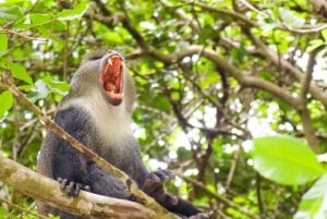 Zanzibar: Jozani Park Tour With Red Colobus Monkeys