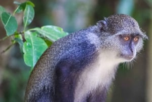 Zanzibar: Jozani Park Tour With Red Colobus Monkeys