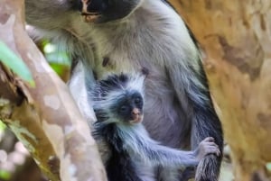 Zanzibar: Jozani Park Tour With Red Colobus Monkeys