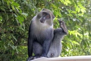 Zanzibar: Jozani Park Tour With Red Colobus Monkeys