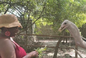 Zanzibar: Kilosa Zoo Conservation og dhow-sejltur ved solnedgang